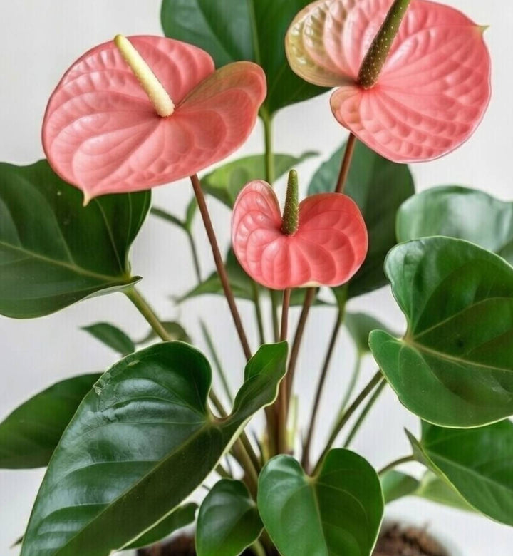 Pink Anthurium