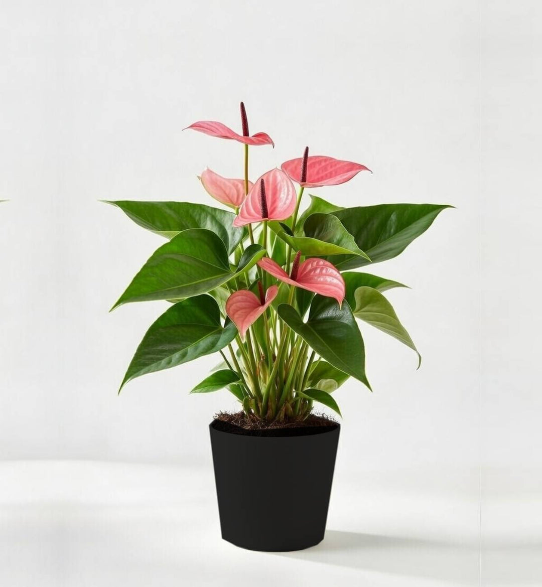 Pink Anthurium