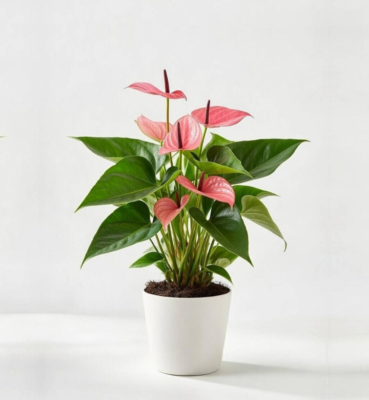 Pink Anthurium