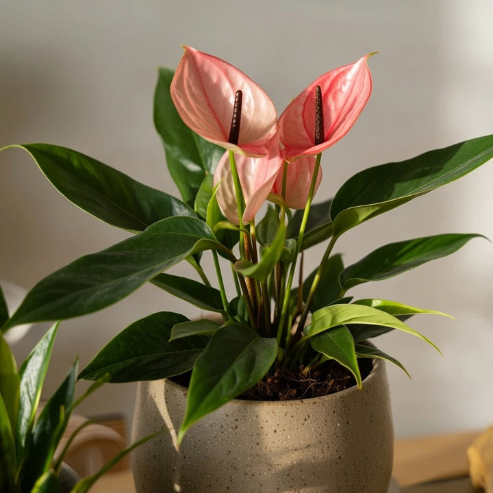 Pink Anthurium